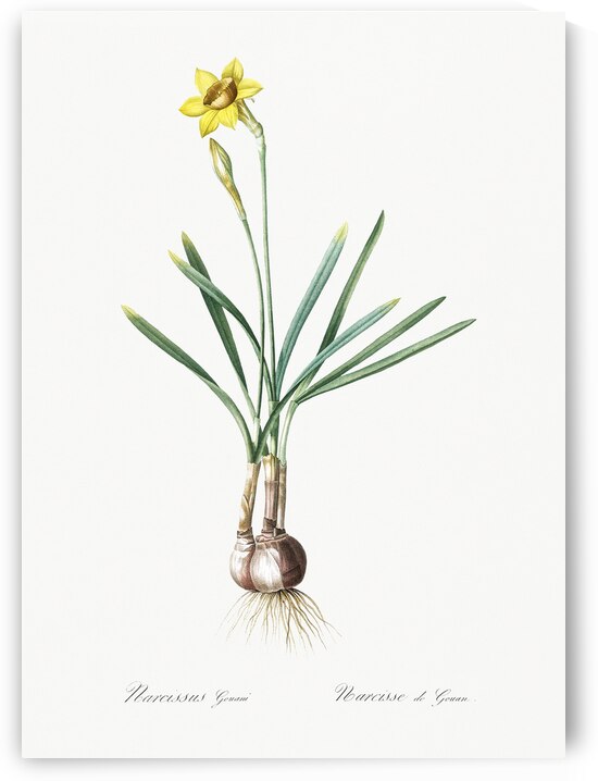 Narcissus Gouani illustration  by IStockHistory com