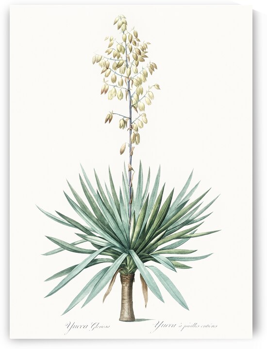 Adam needle illustration  by IStockHistory com