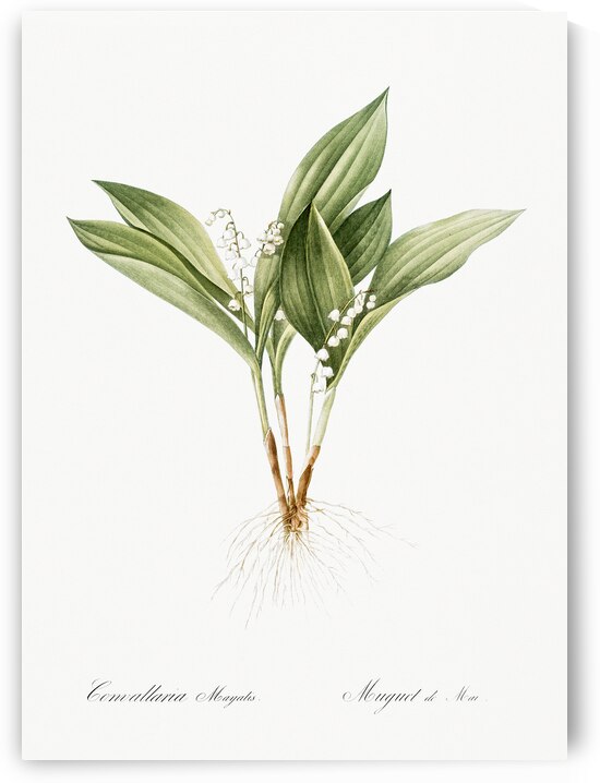 Lily of the valley illustration  by IStockHistory com