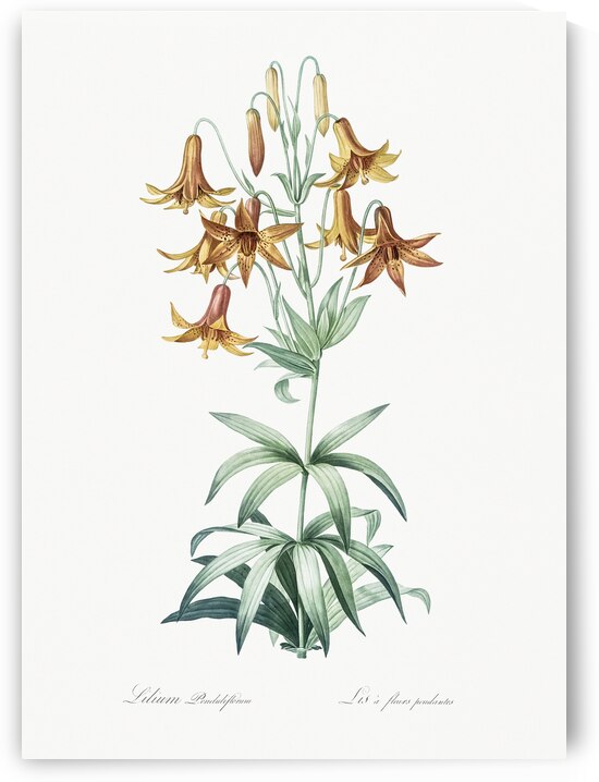 Canada lily illustration  by IStockHistory com