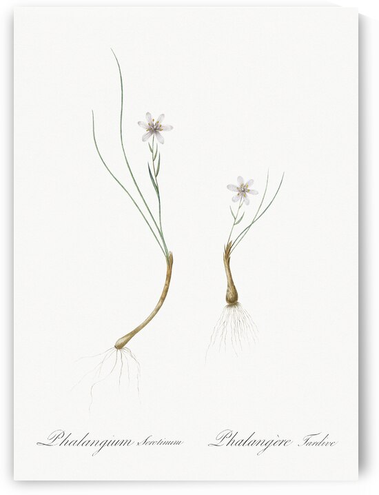 Snowdon lily illustration  by IStockHistory com