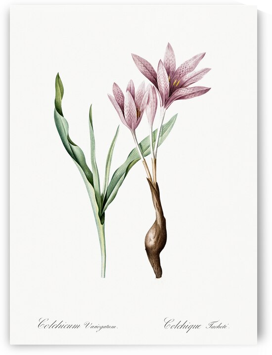 Autumn crocus illustration  by IStockHistory com