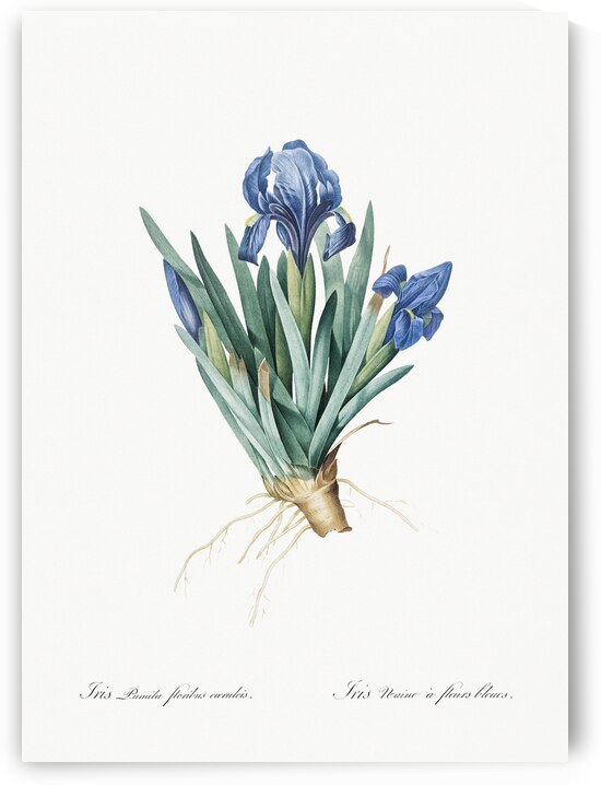 Pygmy iris illustration  by IStockHistory com