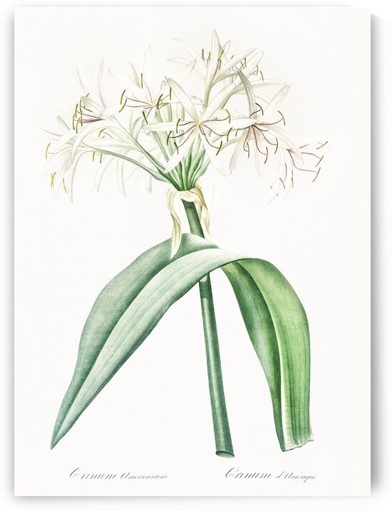 Florida swamp-lily illustration  by IStockHistory com