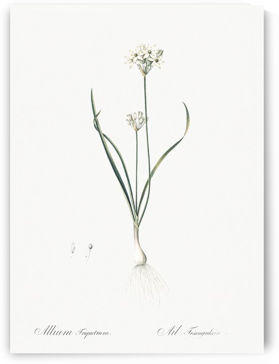Three-cornered leek illustration  by IStockHistory com
