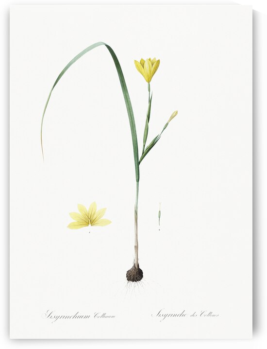 Cape tulip illustration  by IStockHistory com