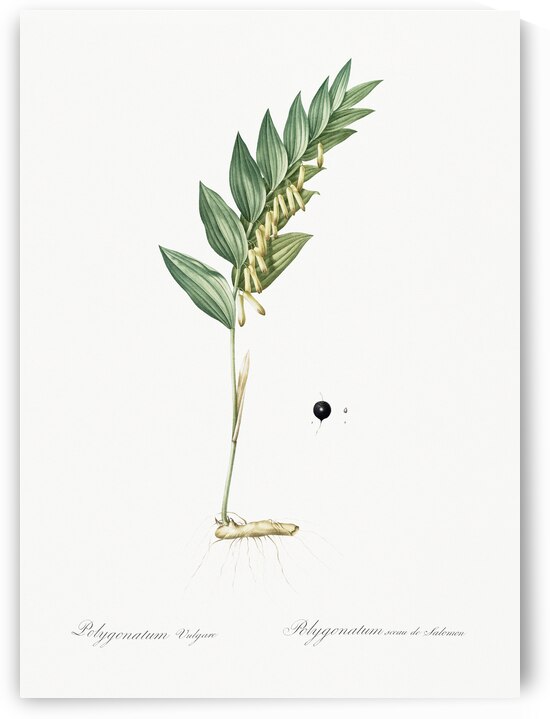 Angular solomon seal illustration  by IStockHistory com