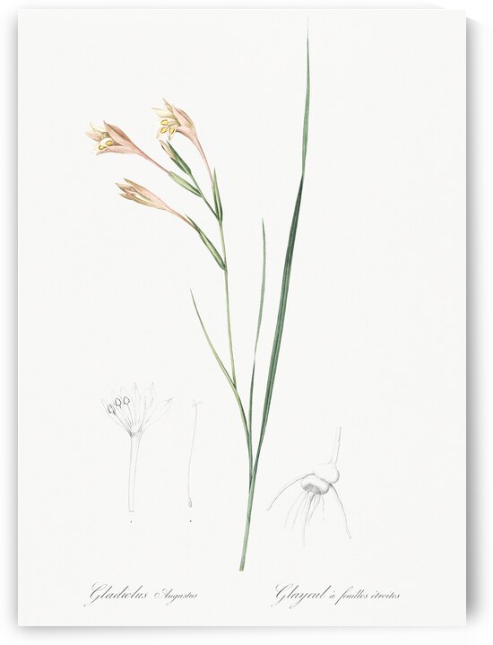 Long-tubed painted lady illustration  by IStockHistory com