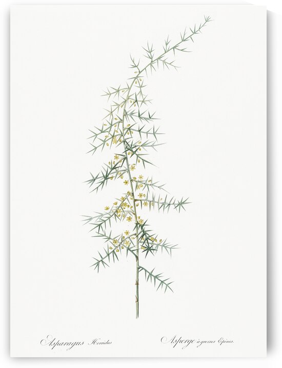 Asparagus horridus illustration  by IStockHistory com