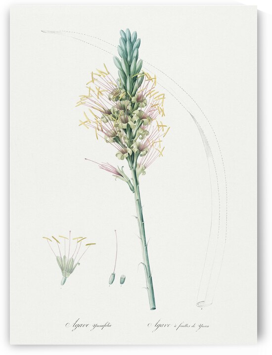 Agave yuccaefolia illustration  by IStockHistory com