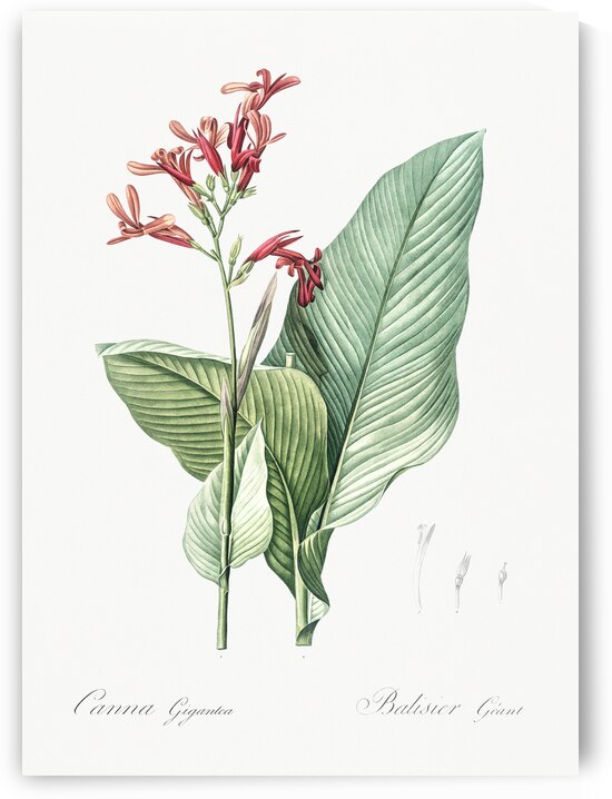 Canna lily illustration  by IStockHistory com