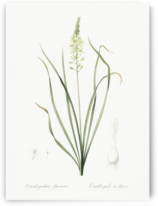 Wild asparagus illustration  by IStockHistory com