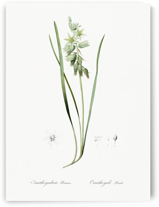 St Bernard lily illustration  by IStockHistory com