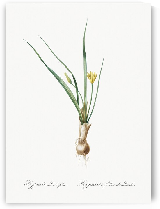 Weevil-wort illustration  by IStockHistory com