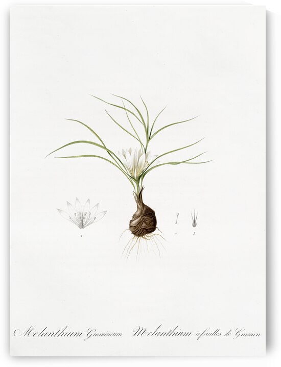 Melanthium gramineum illustration  by IStockHistory com