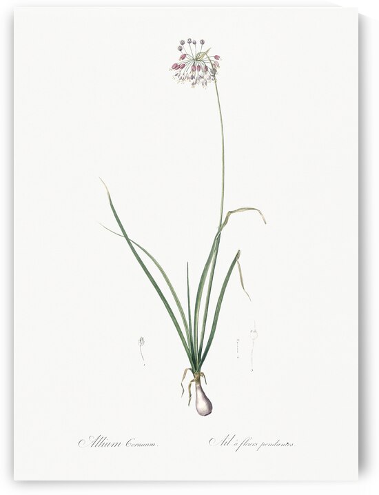 Nodding onion illustration  by IStockHistory com