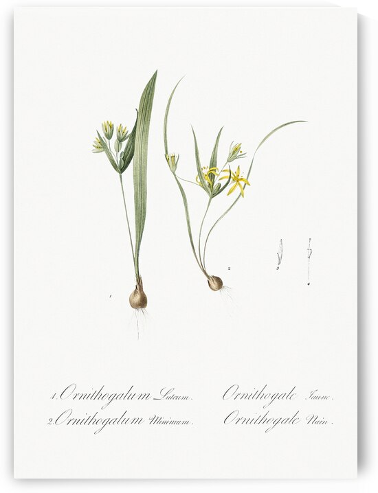 1. Yellow star-of-bethlehem 2. Small star-of-bethlehem illustration  by IStockHistory com