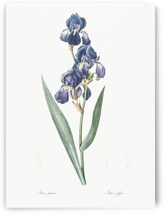 Witsenia maura illustration  by IStockHistory com