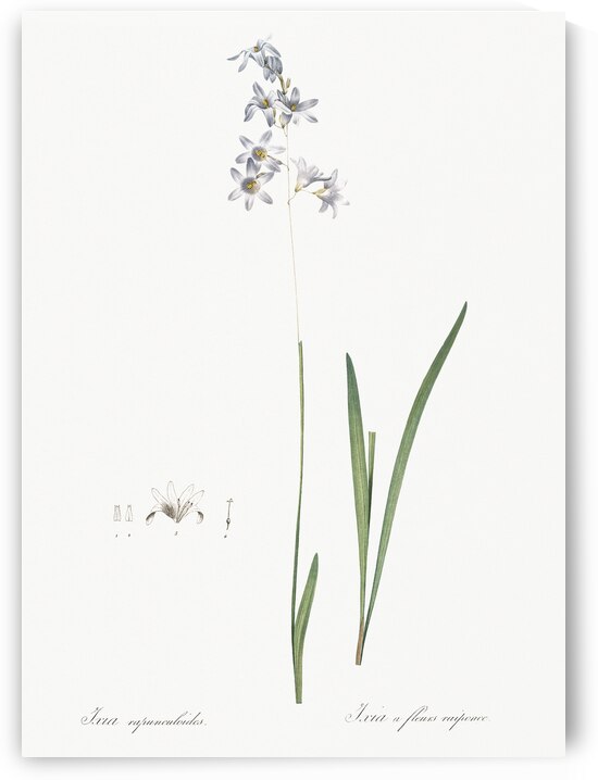 Corn lily illustration  by IStockHistory com