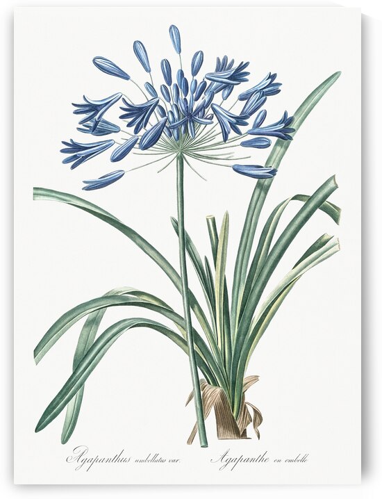 African lily illustration  by IStockHistory com
