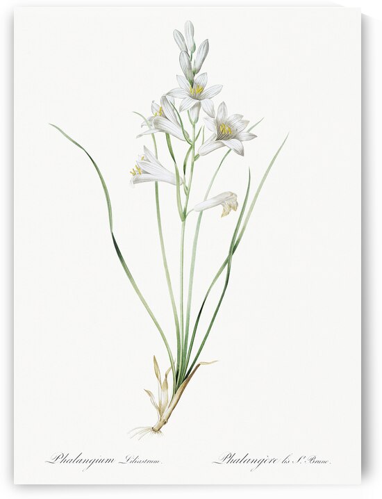 Paradise lily illustration  by IStockHistory com