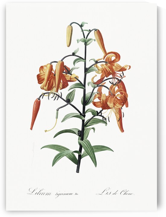 Tiger lily illustration  by IStockHistory com