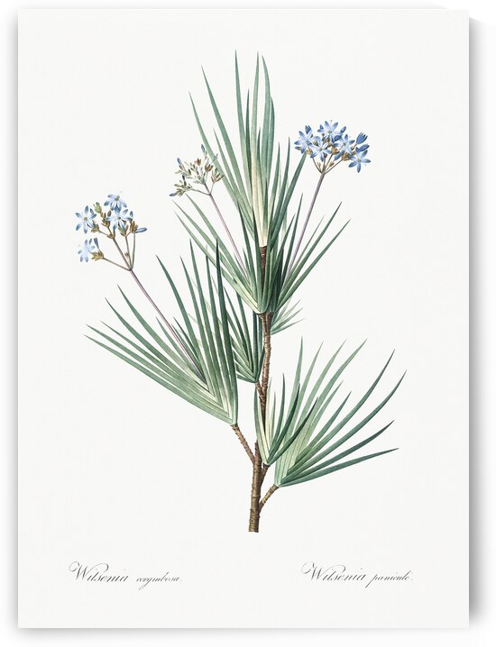 Blue stars illustration  by IStockHistory com