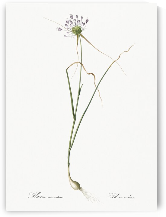 Keeled garlic illustration  by IStockHistory com