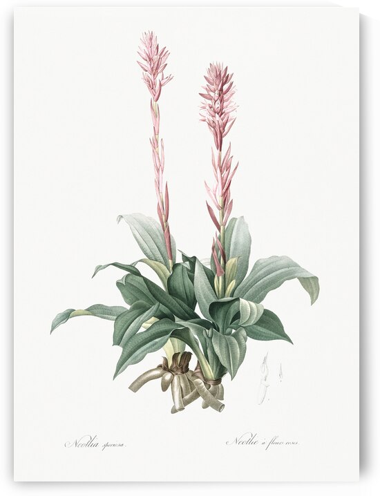 Latin American lady orchid illustration  by IStockHistory com