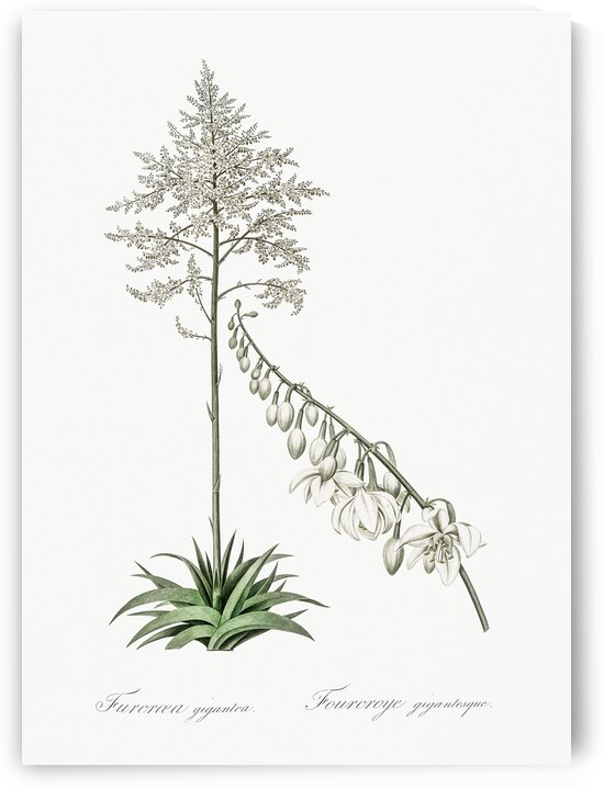 Giant cabuya illustration  by IStockHistory com