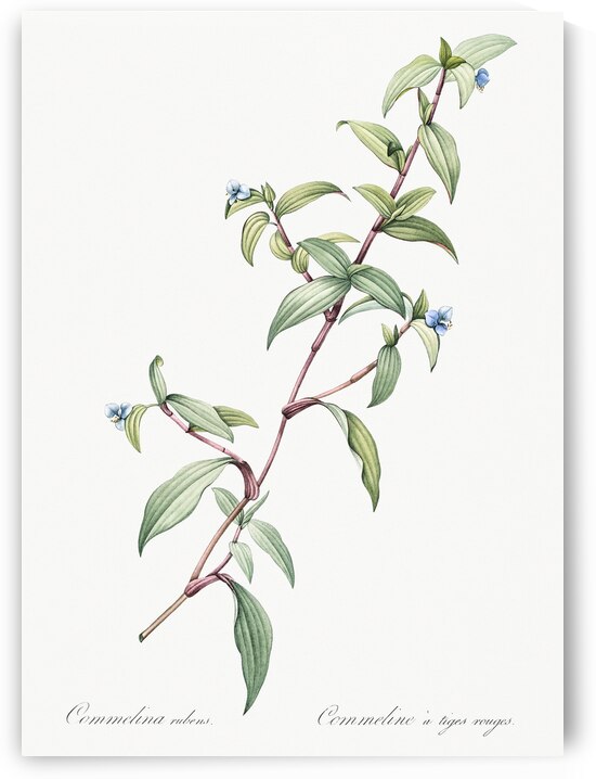 Birdbill dayflower illustration  by IStockHistory com
