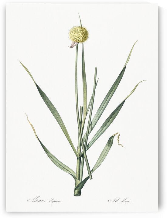 Lopsided onion illustration  by IStockHistory com