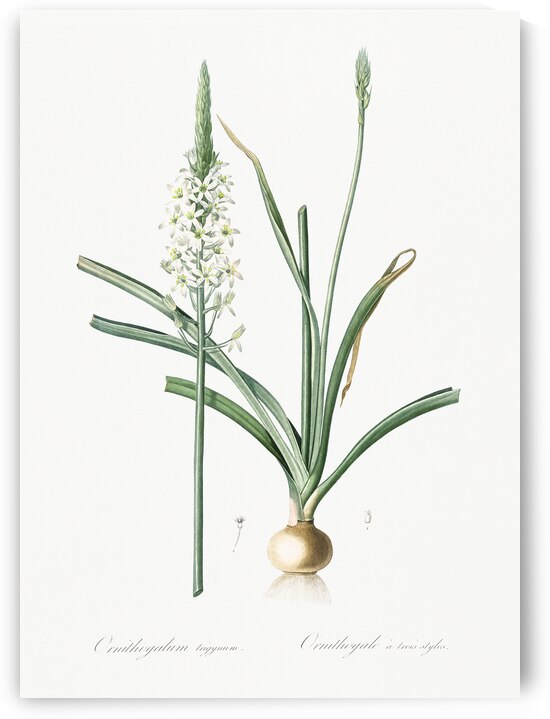 Narbonne star-of-Bethlehem illustration  by IStockHistory com