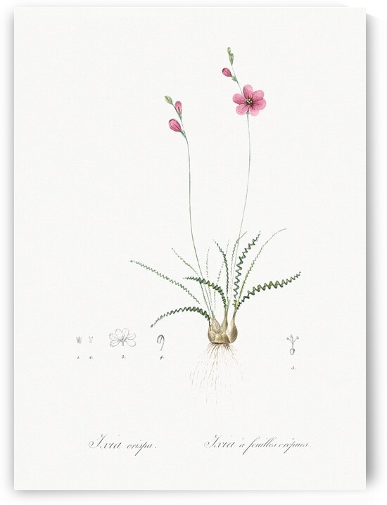 Ixia crispa illustration  by IStockHistory com