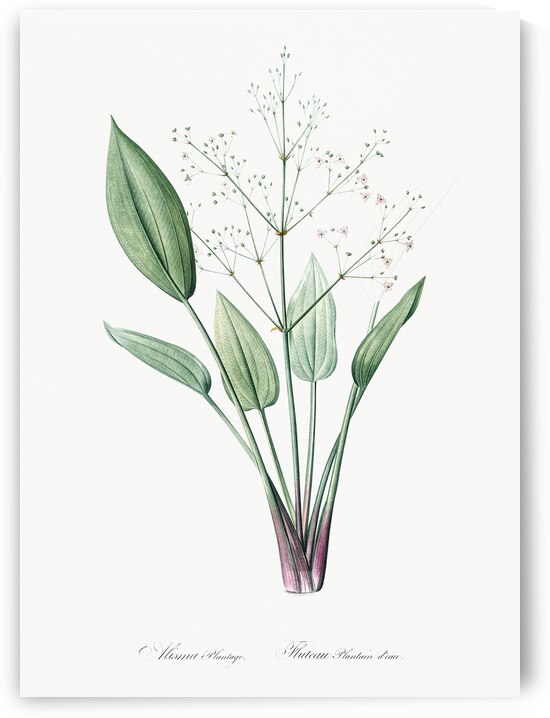 Ixia crispa illustration  by IStockHistory com