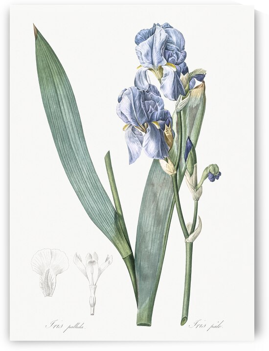 Josephine & lily illustration  by IStockHistory com