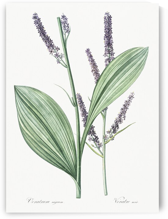 Black false hellebore illustration  by IStockHistory com