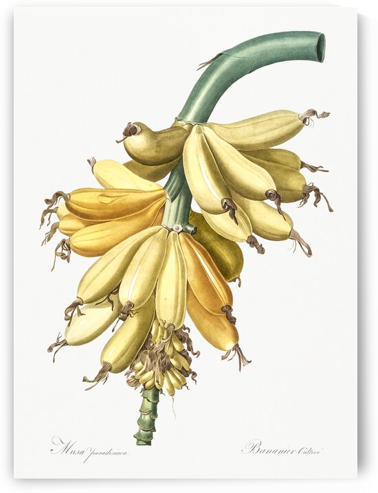 Banana illustration  by IStockHistory com