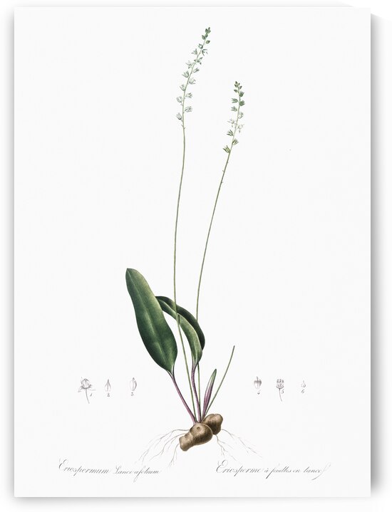 Eriospermum lanceaefolium illustration  by IStockHistory com