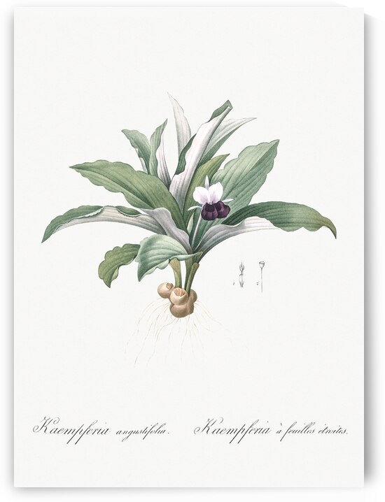 Kaempferia angustifolia illustration  by IStockHistory com