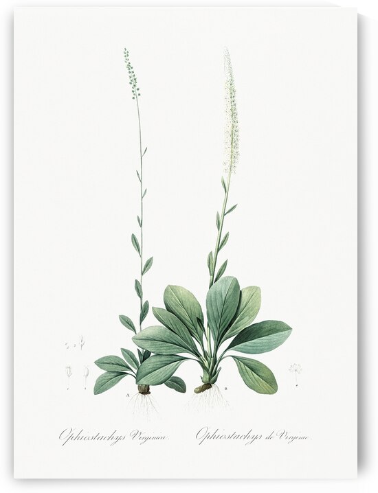 Blazing star illustration  by IStockHistory com