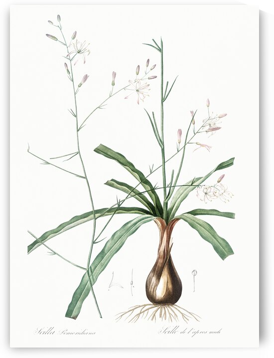 Wavy-leafed soap plant illustration  by IStockHistory com