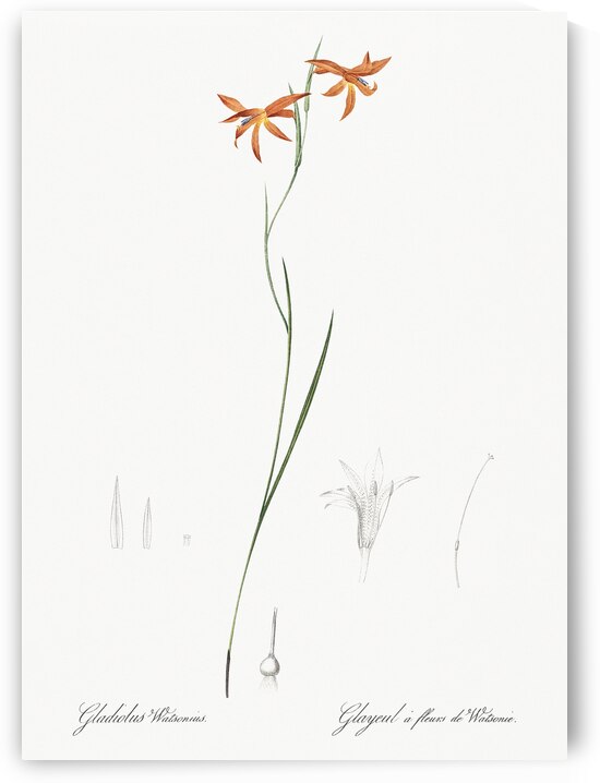 Gladiolus watsonius illustration  by IStockHistory com