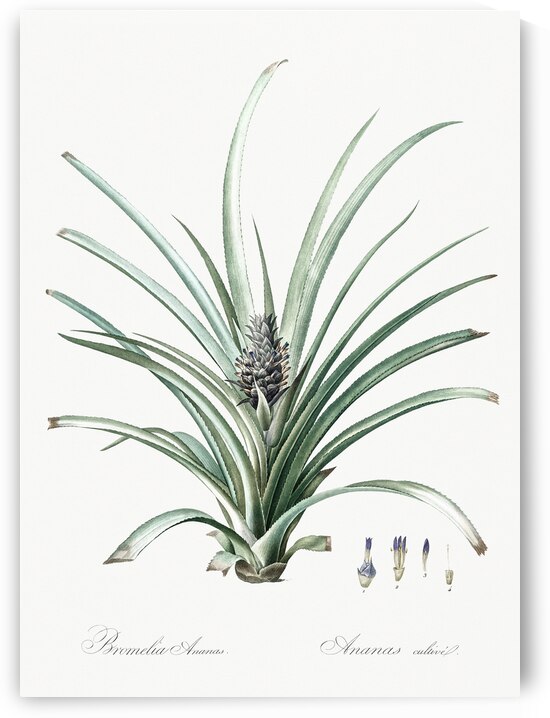 Pineapple illustration  by IStockHistory com