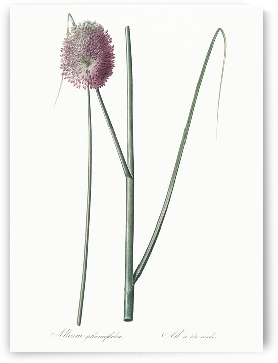 Round-headed leek illustration by IStockHistory com