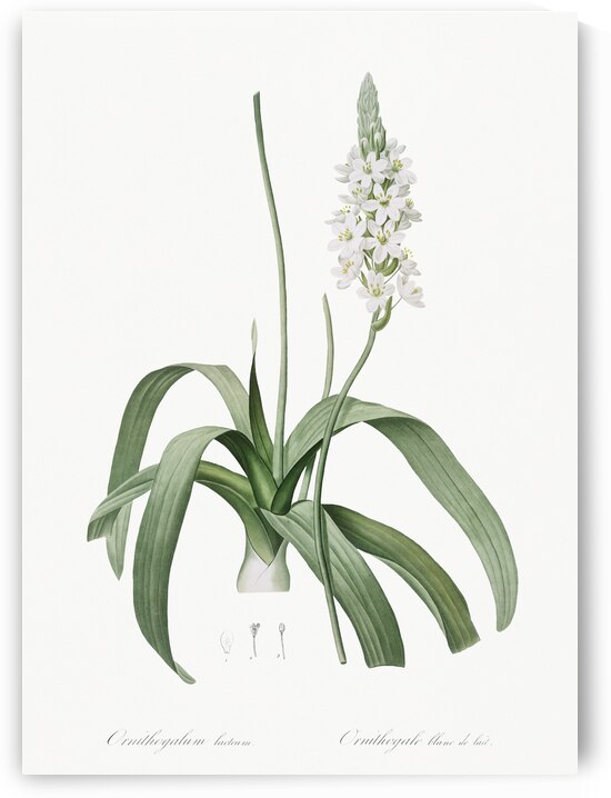 Narbonne star-of-Bethlehem illustration  by IStockHistory com