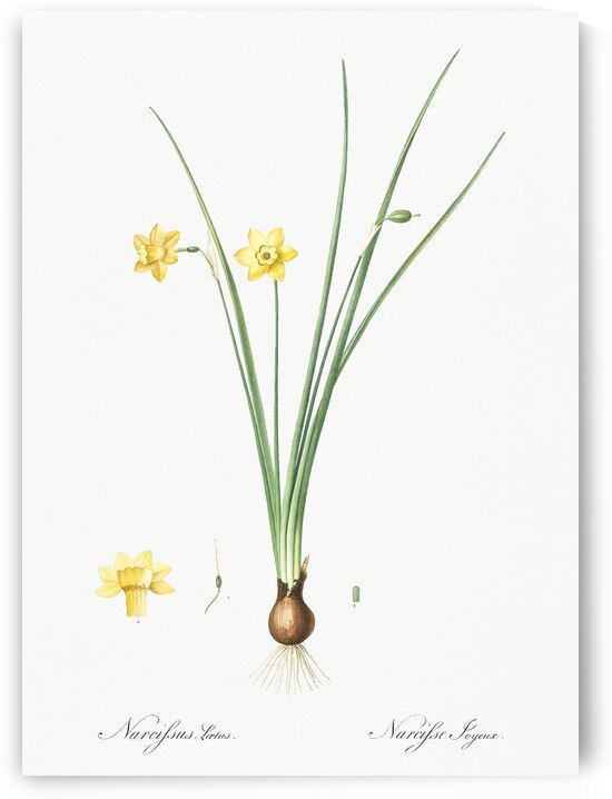 Daffodil illustration  by IStockHistory com