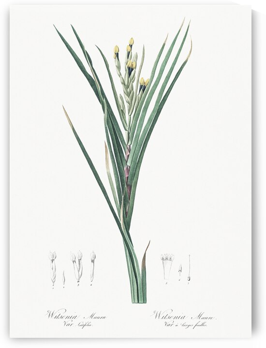 Bokmakierie & tail illustration  by IStockHistory com