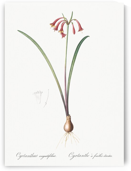 Brandlelie illustration  by IStockHistory com