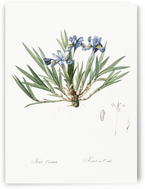 Dwarf crested iris illustration  by IStockHistory com